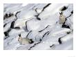 Mountain Harelepus Timidustwo On Snow-Covered Rocks Uk by Mark Hamblin Limited Edition Print