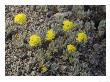 Eriogonum Rosense, 11,000 Ft Above The Sonoran Pass, Usa by Bob Gibbons Limited Edition Print