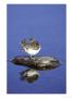 Common Sandpiper, Perched On Rock In Water, Scotland by Mark Hamblin Limited Edition Print