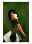 Saddle-Billed Stork, Africa by Brian Kenney Limited Edition Print