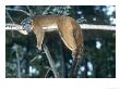 Collared Lemur, Female, Dupc by David Haring Limited Edition Pricing Art Print