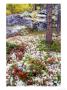 Forest Floor Carpeted With Bilberry And Lichens In Autumn, Norway by Mark Hamblin Limited Edition Print