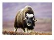 Musk Ox, Adult Female Walking Across Tundra In Autumn, Norway by Mark Hamblin Limited Edition Print