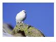 Ptarmigan, Adult Male On Rock In Winter Plumage, Scotland by Mark Hamblin Limited Edition Print