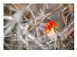 Red-Headed Weaver, Jwala Game Reserve, Botswana by Roger De La Harpe Limited Edition Print