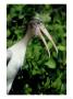 Wood Stork, Nestling Calling, Florida by Brian Kenney Limited Edition Print