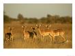 Impala, Aepyceros Melampus Melampus Females In Dry Grassland Botswana, Southern Africa by Mark Hamblin Limited Edition Pricing Art Print