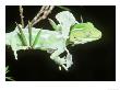 Northland Green Gecko, Shedding Skin Or Sloughing, New Zealand by Robin Bush Limited Edition Print