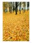 Leaves In Fall Colour On Forest Floor, Pere Marquette State Park by Willard Clay Limited Edition Print