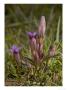 Early Gentian, Gentianella Anglica by Bob Gibbons Limited Edition Print