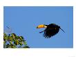 Toco Toucan In Flight Across Blue Sky, Brazil by Roy Toft Limited Edition Print