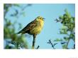 Yellowhammer by Mark Hamblin Limited Edition Pricing Art Print