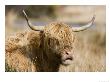Highland Cattle, Isle Of Mull, Scotland by Elliott Neep Limited Edition Print