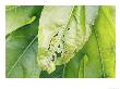 Capsid Bug Damage On Fatsia Japonica Leaf by Geoff Kidd Limited Edition Pricing Art Print