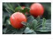 Winter Cherry, Solanum Capsicastrum by Geoff Kidd Limited Edition Print