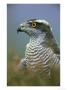 Goshawk, Close-Up Portrait Of Adult, Scotland by Mark Hamblin Limited Edition Print