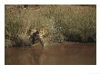 Bengal Tigers, Pair Chasing Each Other On River Bank by Elliott Neep Limited Edition Print