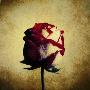 Crimson Rose by Howard Waisman Limited Edition Print