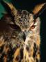 Eurasian Eagle-Owl (Strigidae Sp.), United States Of America by Chris Mellor Limited Edition Print