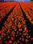 Tulip Bulb Field In Spring, Leiden, Netherlands by Chris Mellor Limited Edition Print