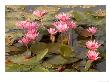 Pink Lotus Flower In The Morning Light, Thailand by Gavriel Jecan Limited Edition Print
