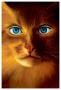 Cat Woman by Jim Warren Limited Edition Print