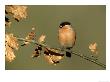 Bullfinch, Pyrrhula Pyrrhula Male Perched On Small Oak Branch, S. Yorks by Mark Hamblin Limited Edition Print