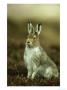Mountain Hare, Adult In Spring, Scotland by Mark Hamblin Limited Edition Print