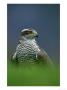 Goshawk, Close-Up Portrait Of Adult by Mark Hamblin Limited Edition Print