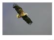 White-Tailed Eagle, Adult Soaring, Norway by Mark Hamblin Limited Edition Print