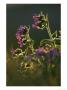 Red Campion, Flowers Backlit, Norway by Mark Hamblin Limited Edition Pricing Art Print