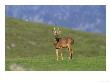 Roe Deer, Buck, Speyside, Scotland by Mark Hamblin Limited Edition Print