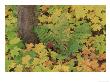 Autumn Colour. Variety Of Maples (Acer Sp.), Michigan Upper Peninsula, Usa by Mark Hamblin Limited Edition Print