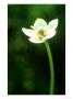 Grass-Of-Parnassus, Close-Up Of Flower Derbyshire, Uk by Mark Hamblin Limited Edition Print