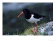 Oystercatcher by Mark Hamblin Limited Edition Pricing Art Print