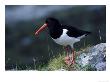 Oystercatcher by Mark Hamblin Limited Edition Print