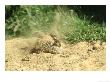 Grey Partridge Dust Bathing by Mark Hamblin Limited Edition Print