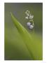 Lily Of The Valley, Close-Up Of White Flowers, Norway by Mark Hamblin Limited Edition Print