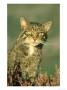 Scottish Wildcat, Felis Sylvestris Portrait Of Male, August Highlands, Scotland by Mark Hamblin Limited Edition Pricing Art Print