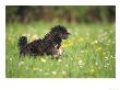 Tibetan Terrierrunning Through Meadow by Oliver Giel Limited Edition Print