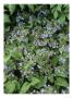 Pulmonaria Saccharata, Fruhlingshimmel by Geoff Kidd Limited Edition Pricing Art Print