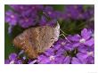 Common Buckeye Butterfly by Brian Kenney Limited Edition Print