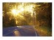 Sunbursts In Forest At Itasca State Park, Minnesota, Usa by Chuck Haney Limited Edition Print