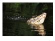 American Alligatoralligator Mississippiensiswater Dance Communicationflorida, Usa by Brian Kenney Limited Edition Print