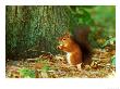 Red Squirrel, Feeding by David Boag Limited Edition Print