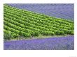 Lavender (Lavendula Species) And Grapevines (Vitis Vinifera) Drome, France by Alain Christof Limited Edition Pricing Art Print