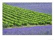 Lavender (Lavendula Species) And Grapevines (Vitis Vinifera) Drome, France by Alain Christof Limited Edition Print
