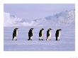 Emperor Penguins, Walking Across The Sea Ice, Antarctica by David Tipling Limited Edition Print