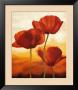 Poppies In Sunlight I by Andrea Kahn Limited Edition Pricing Art Print