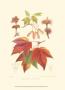 Red Maple by Sprague Limited Edition Print